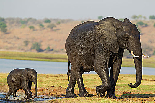 非洲象,女性,幼兽,湿,穿过,乔贝,河,乔贝国家公园,博茨瓦纳,非洲