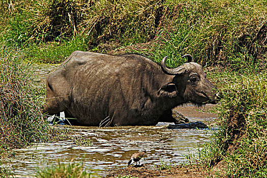 非洲水牛,成年,水坑,马赛马拉,公园,肯尼亚