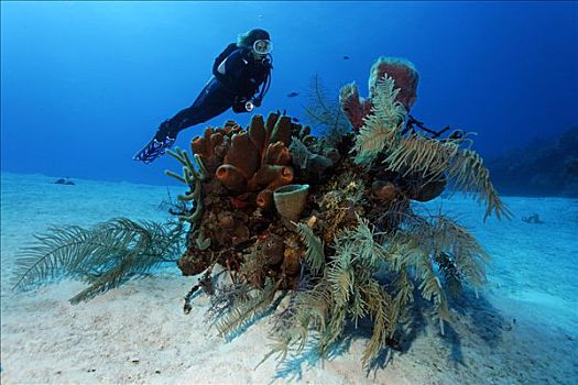 潜水,看,小,珊瑚,多样,海绵,沙,海底,环礁,伯利兹,中美洲,加勒比海
