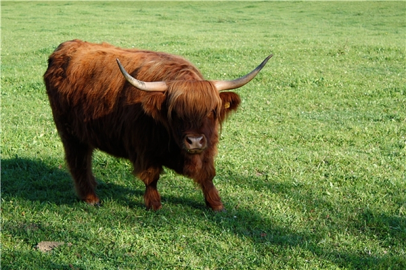 高原牛图片_高原牛高清图片_全景视觉