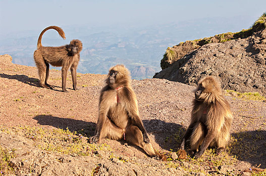 群,狒狒,狮尾狒,塞米恩国家公园,阿姆哈拉族,区域,埃塞俄比亚,非洲