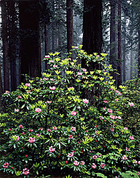 加利福尼亚,海岸,红杉,州立公园,红杉国家公园,杜鹃花属植物,花,成熟林,北美红杉,树林,大幅,尺寸