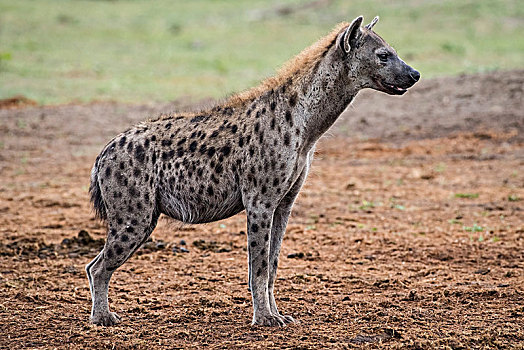 斑鬣狗,侧面视角,鹳,萨维提,乔贝国家公园,乔贝,地区,博茨瓦纳,非洲