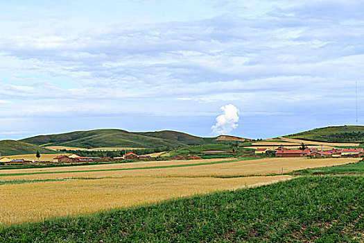 麦田