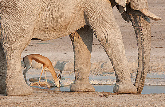 纳米比亚,埃托沙国家公园,水坑,喝,跳羚,框架,腿,画廊