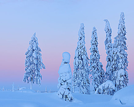 积雪,云杉,黄昏,北方,芬兰