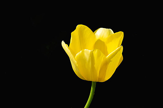 纯色背景花卉－郁金香