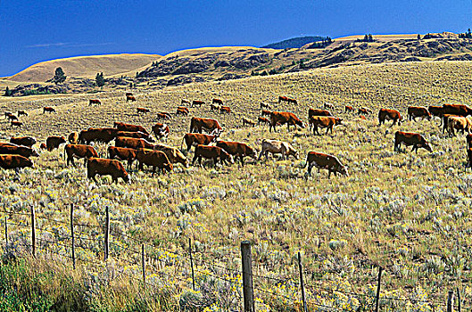 牛,靠近,不列颠哥伦比亚省,加拿大