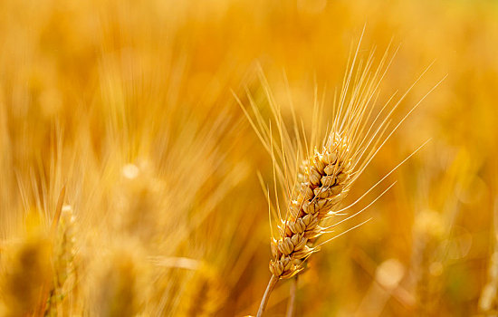 金色的,小麦,地里