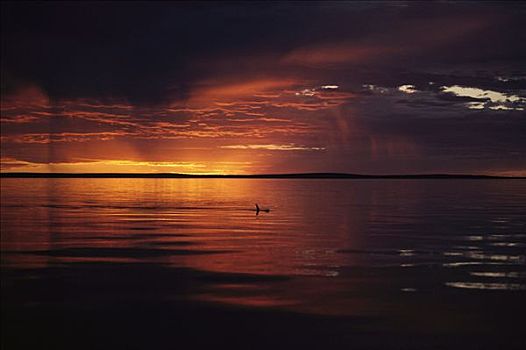 宽吻海豚,平面,日落,鲨鱼湾,澳大利亚
