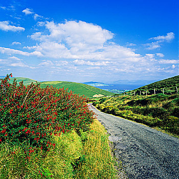 乡间小路,丁格尔半岛,凯瑞郡,爱尔兰