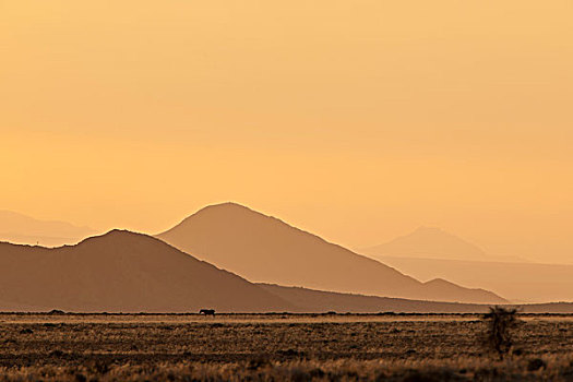 早晨,纳米布沙漠,纳米比亚,非洲
