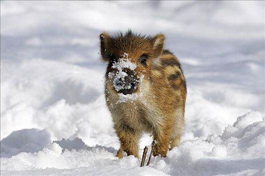 小野猪,小猪,雪地