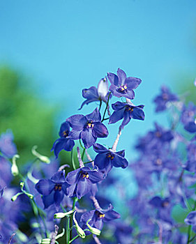 蓝色,燕草属植物