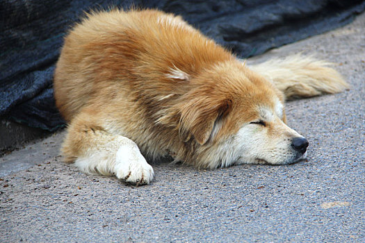 犬,宠物犬,狗