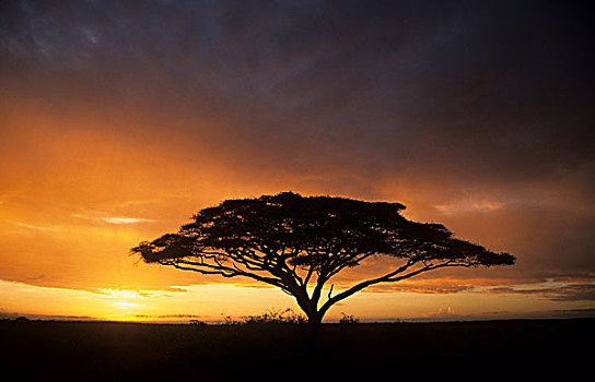 刺槐,日落,肯尼亚,非洲