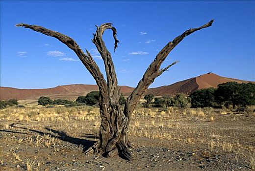 枯木,正面,沙丘,索苏维来地区,纳米比亚,非洲