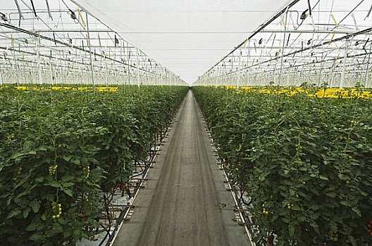 温室,番茄植物,荷兰