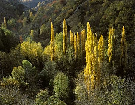 秋天,比利牛斯山脉,法国