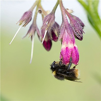 大黄蜂,紫草科植物