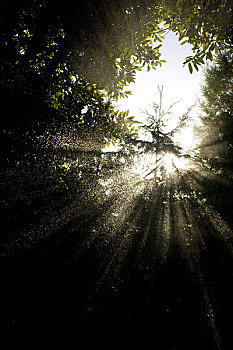 太阳光线,雨,上方,树,仰拍