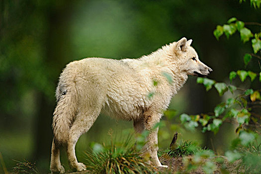 肖像,北极狼,狼的棕熊,狩猎场改变所有哈瑙,黑森,德国