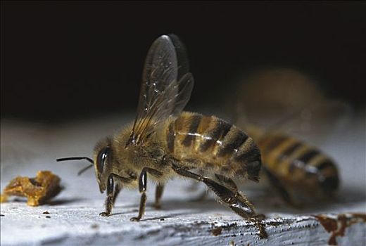 蜜蜂,意大利蜂,一对,翼,北美