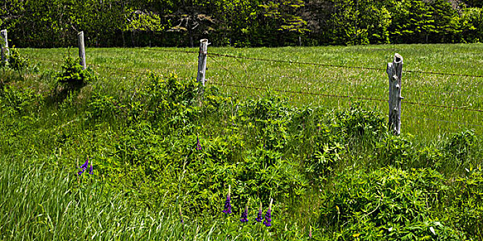 栅栏,绿色,草场,肯辛顿,爱德华王子岛,加拿大