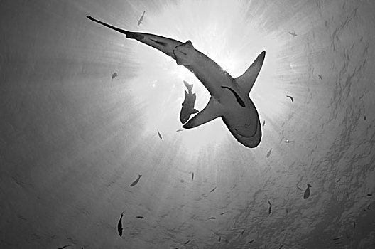 灰礁鲨,湾,巴布亚新几内亚