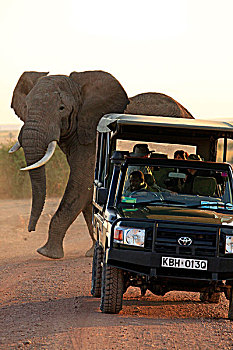 非洲,肯尼亚,安伯塞利国家公园,大象,吉普车