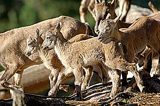 阿尔卑斯野山羊,幼兽,羱羊