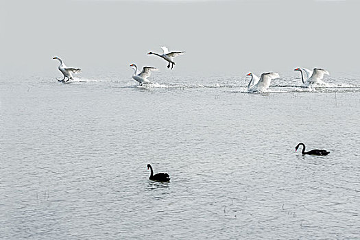 湖泊中飞行的天鹅