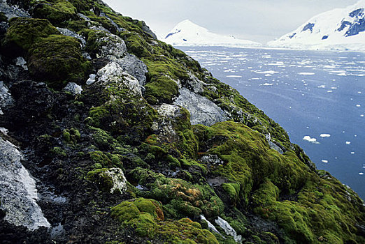 南极,藻类,苔藓