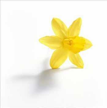 黄色,水仙花,白色背景,特写