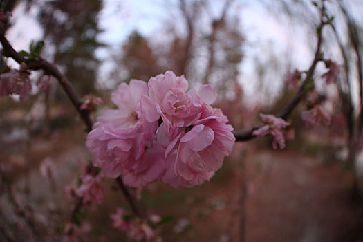 新疆哈密,鱼眼拍花,另外一个视角看春天