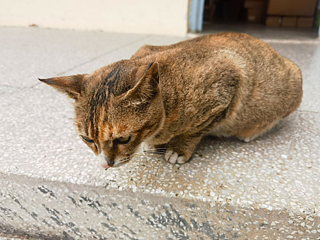 校园的猫撒泼打滚让人欢喜