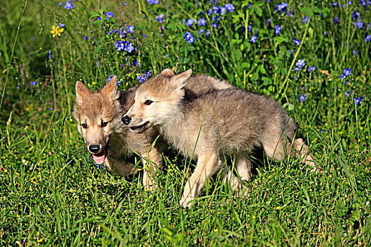狼,两个,幼仔,玩,蒙大拿,美国,北美