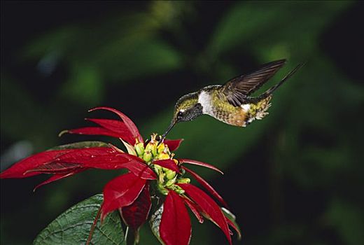 蜂鸟,进食,授粉,一品红,花,雾林,哥斯达黎加