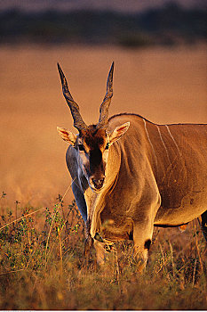 大羚羊,马赛马拉,非洲
