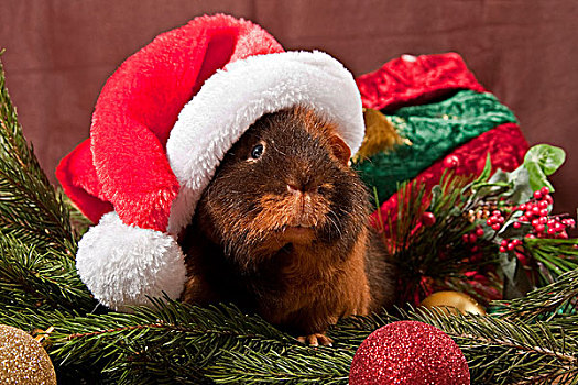 美国,天竺鼠,圣诞帽,圣诞装饰