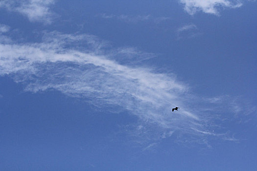 在蓝天白云下飞行的一只鸟