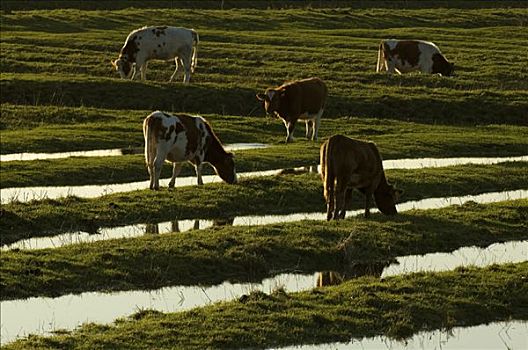 母牛,放牧,运河,格尔德兰,荷兰