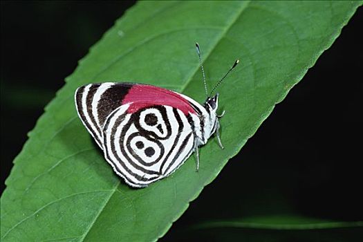 蝴蝶,中美洲