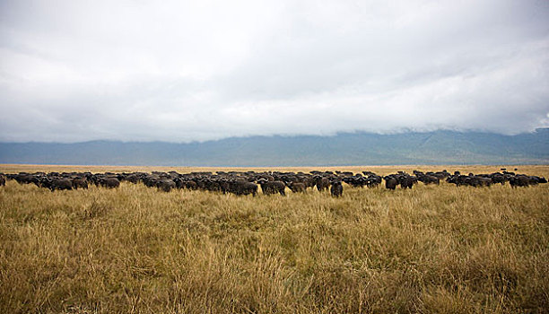 非洲,坦桑尼亚,南非水牛,牧群,恩戈罗恩戈罗火山口
