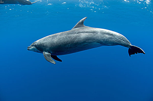 水下视角,海豚,下加利福尼亚州,墨西哥
