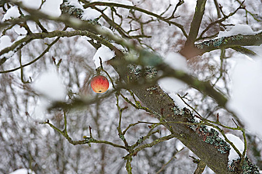 一个,苹果,积雪,树