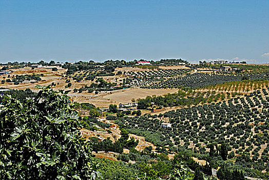 橄榄,小树林,乌贝达,西班牙