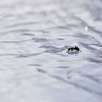 蚂蚁,水面,水,喝