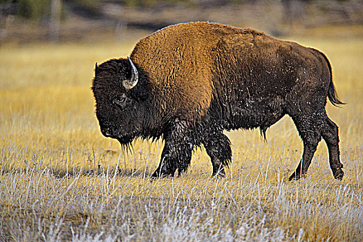 美洲野牛,野牛,放牧,土地,黄石国家公园,怀俄明,美国