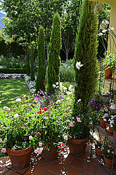 柏树,晴朗,花园,玫瑰,陶制器具,平台,地面,前景